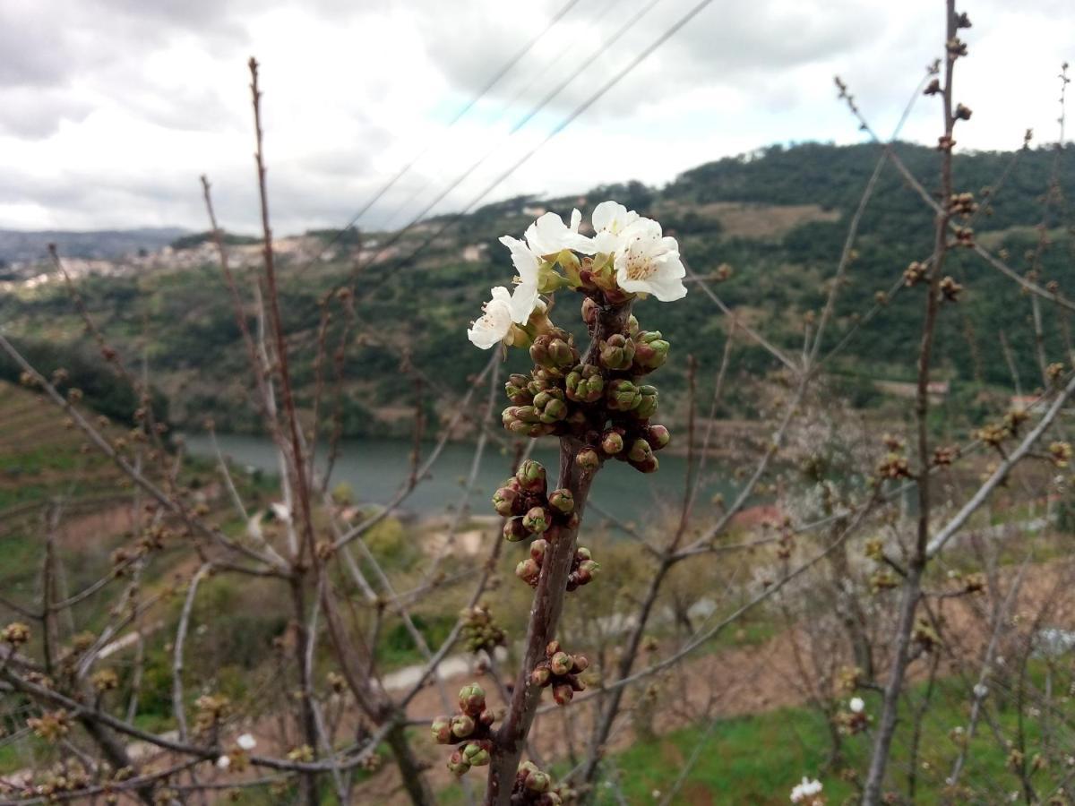 Douro Balcony Villa เรเซนด์ ภายนอก รูปภาพ